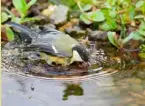  ?? ?? Birds both bathe and feed at ponds