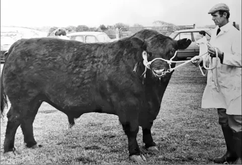  ?? PHOTO: COURTESY OF IRISH ANGUS SOCIETY ?? Kilkelly Ulick, bred in Co Mayo, and exported to the US in 1988, was bred by the sire, Highland Colossal which was in quarantine at Spike Island, after being imported from the United States.