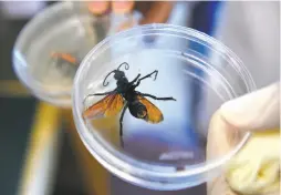  ??  ?? Leitch shows a tarantula hawk wasp specimen used for testing simpler nervous systems of animals like tarantulas that serve as models.