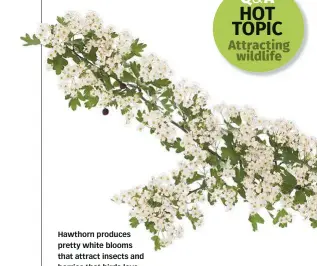  ??  ?? Hawthorn produces pretty white blooms that attract insects and berries that birds love