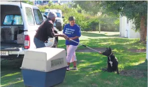  ?? Photos: Stefan Goosen ?? Knysna Animal Welfare Society inspector Victor Mkamanga (left) takes control of the problemati­c dog from its owner.