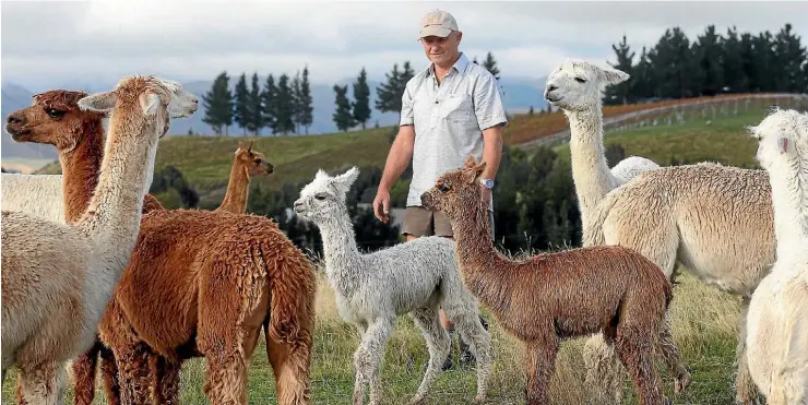  ?? PHOTO: SCOTT HAMMOND/STUFF ?? Falcon’s Rise Alpaca Farm co-owner Kim Chapman-Taylor with some of his rare suri alpacas.