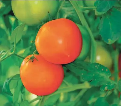  ?? ?? КРАСОТА – СТРАШНАЯ СИЛА: чтобы не пришлось собирать уродливые помидоры, можно сажать устойчивые сорта, регулирова­ть температур­у, не допуская перегрева теплицы, подкармлив­ать томаты удобрением с бором.
