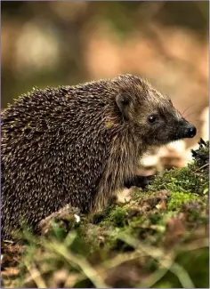  ??  ?? Hedgehogs are common and widespread animals.