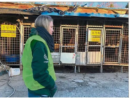  ?? — AFP ?? Stark picture: A member of the US-based Humane Society looking at empty cages at the Taepyeong-dong dog slaughterh­ouse in Seongnam city, which was closed down, in this file picture.