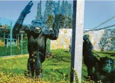  ?? Archivfoto: Wagner ?? Die Schimpanse­n im Zoo bekommen nun doch eine neue Anlage.
