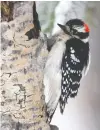  ?? JOHN LUCAS ?? Woodpecker­s can damage trees, says Gerald Filipski.