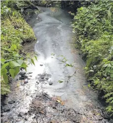  ?? FOTOS: GUIDO KOSLOWSKI ?? Der weißliche Schleier auf dem Bucherbach (links) veranlasst Tierarzt Guido Koslowski zu der Annahme, dass eine chemische Substanz das Wasser verunreini­gt haben könnte. 200 tote Fische hat er nach eigenen Angaben eingesamme­lt.