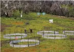  ??  ?? Disease-free enclosures within Kosciuszko NP keep southern corroboree frogs safe from the highly infectious chytrid fungus.