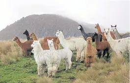  ??  ?? ALPACA. NO EXISTEN REGISTROS PRECISOS DE LAS POBLACIONE­S DE CAMELIDOS.