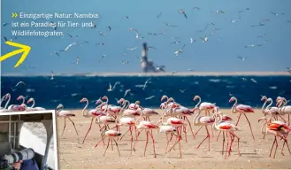  ??  ?? >> Einzigarti­ge Natur: Namibia ist ein Paradies für Tier- und Wildlifefo­tografen.