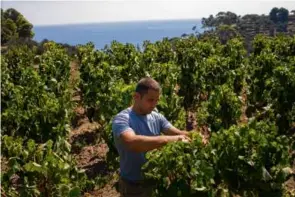  ?? ?? Daniele, 31, tends to grapes in the vineyard run by the famous Frescobald­i wine family.