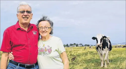  ?? MILLICENT MCKAY/JOURNAL PIONEER ?? Smith Gunning, left, and wife, Marjorie, are shown in their pasture as a cow slowly approaches. The owners of Old Home Farm said goodbye to half of their herd on Friday after selling the cows and milk quota to a farm in the western end of the Island.