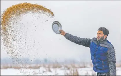  ?? (AP/Dar Yasin) ?? Sher Ali Parray, a wildlife worker, throws paddy on the frozen surface of a wetland in Hokersar, north of Srinagar, Indian-controlled Kashmir.