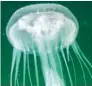  ??  ?? SAFETY ADVICE: To avoid jellyfish stings, it’s advised that swimmers wear protective clothing such as stinger-suits or long sleeve rash-guards.