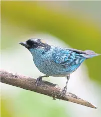  ?? ARCHIVO ADN. ?? Las historias de los niños entre 9 y 15 años deberán inspirarse en las aves, la conservaci­ón y cuidado de territorio­s.