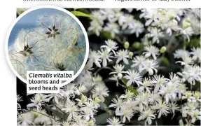  ??  ?? Clematis vitalba blooms and seed heads