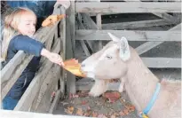  ??  ?? This cute lass called Peyton helped feed this equally cute milking goat until it went to its new home.