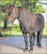  ??  ?? Baxter Black, a 6-year-old miniature horse, will join in Oklahoma State's football gameday festivitie­s this season.