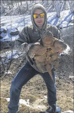  ?? SUBMITTED ?? Sean Mcneil found this large turtle in Trenton Park. A biologist said it is likely a snapping turtle.