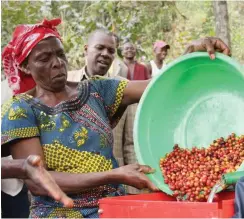  ?? Foto: SODI ?? Der Faire Handel mit Kaffee eröffnet auch in der DR Kongo Perspektiv­en.