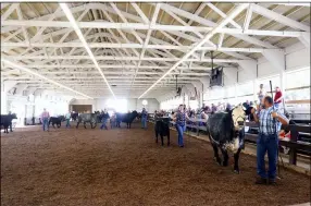  ??  ?? Participan­ts show off steer during beef cattle open class judging.