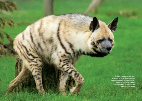  ??  ?? SPENCER WRIGHT Striped Hyenas, while well adapted to surviving in India's human-dominated landscapes, need natural sites free of anthropoge­nic pressures for denning purposes