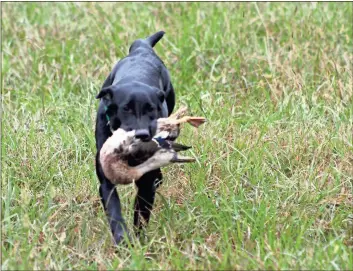  ?? / Doug Walker ?? Hunter Retriever field trials will continue at the Kingston Downs Plantation Sunday. Mae, a 10-month old Labrador brings in a duck during Saturday’s Starter trials.