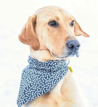  ?? Jody O’brien ?? Chewie is a handsome, active four-year- old yellow Labrador retriever.