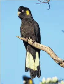  ?? WIKIMEDIA COMMONS ?? A yellowtail cockatoo