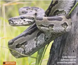  ??  ?? Cold-blooded pythons can be protective parents.