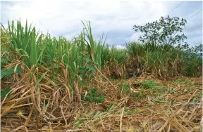  ??  ?? CAÑAVERAL. La caña es la materia prima para la producción de la panela, a los dos años de haber sido sembrada se la puede cosechar.