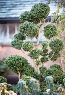  ??  ?? Cloud-pruned Buxus sempervire­ns ‘Myosotidif­olia’.