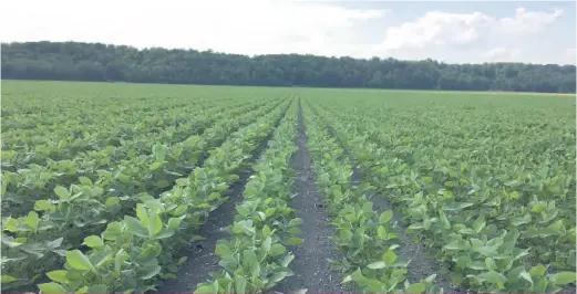  ??  ?? Le soya IP doit répondre à plusieurs critères pour satisfaire aux marchés.