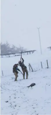  ??  ?? Far left: Charlie Bellm aims through snow-clad branches on Clearfell drive. Left: Gerwyn Jones, whose roving syndicate took the day. Left, below: the sky brightened for guns on Gethley Dingle drive