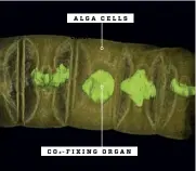  ??  ?? A scan shows that like modern algae, the ancient algae had organs, which could absorb CO . 2 ALGA CELLS plain Crater on the Utopia Planitia CO 2FIXING ORGAN