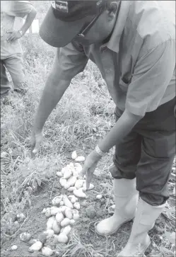  ??  ?? Successful Irish Potato trials at Little Biabooo