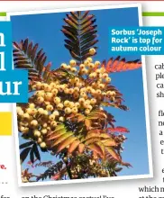  ??  ?? Sorbus ‘Joseph Rock’ is top for autumn colour