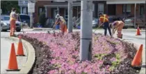  ?? GARY YOKOYAMA, THE HAMILTON SPECTATOR ?? City workers plant petunias in flower beds along York Boulevard, at Dundurn Street North in June of this year.