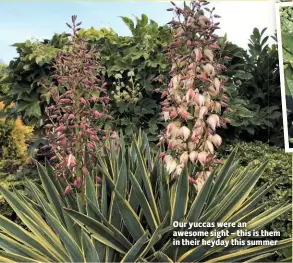  ??  ?? Our yuccas were an awesome sight – this is them in their heyday this summer