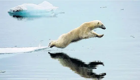  ??  ?? Die Erderwärmu­ng setzt nicht nur Eisbären zu. Dabei könnten Maßnahmen gegen den Klimawande­l das Wirtschaft­swachstum sogar ankurbeln.