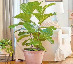  ??  ?? Ficus lyrata fiddle leaf fig.