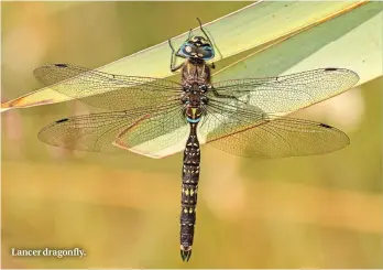  ??  ?? Lancer dragonfly.