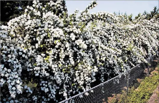  ?? WASHINGTON STATE UNIVERSITY ?? The mock orange variety Natchez proves to make quite a hedge and is a hardy hybrid that almost never loses its blooms to late spring freezes.