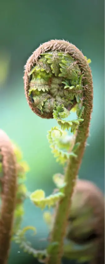  ??  ?? Shaped like the scroll of a violin, a young fern uncoils in response to the light.