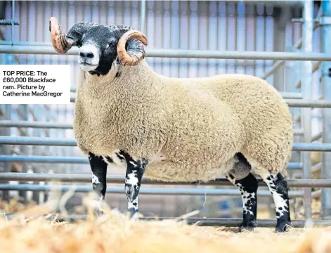  ??  ?? TOP PRICE: The £60,000 Blackface ram. Picture by Catherine MacGregor