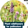 ?? ?? Plant wildflower­s for pollinator­s