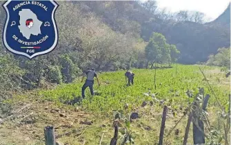  ?? / CORTESÍA ?? agentes policiacos procediero­n a la destrucció­n manual; cuyas muestras y serie fotográfic­a de las plantacion­es quedaron a disposició­n del MP.