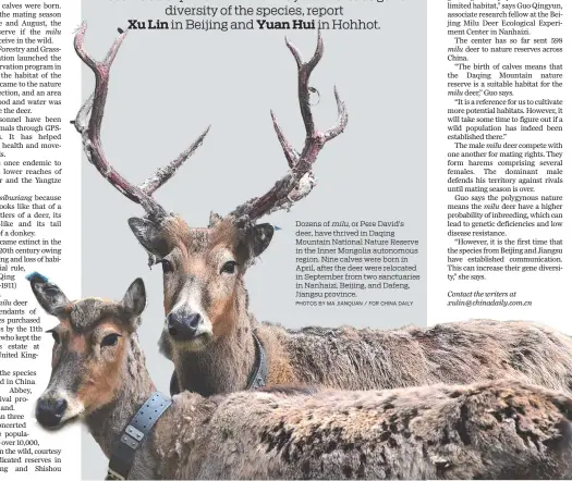  ?? PHOTOS BY MA JIANQUAN / FOR CHINA DAILY ?? Dozens of milu, or Pere David’s deer, have thrived in Daqing Mountain National Nature Reserve in the Inner Mongolia autonomous region. Nine calves were born in April, after the deer were relocated in September from two sanctuarie­s in Nanhaizi, Beijing, and Dafeng, Jiangsu province.
