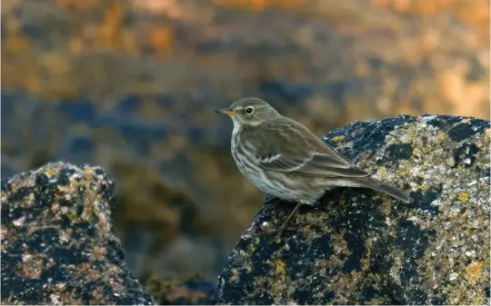  ?? ?? NINE: Water Pipit (St Agnes, Scilly, 21 October 2008). This is a rather more tricky bird, the fact that it is sitting on a rock adding to the impression that it must be a Rock Pipit. However, the superciliu­m, especially before the eye, is rather strong and the upperparts are strongly brown toned, lacking any subtle olive hues, the rump is contrastin­gly brown and the wing-bars are crisply white and clearly defined. These features are wrong for Rock Pipit. The whitish underparts, lacking any subtle yellow hues, and the neatly defined dark streaking becoming weaker on the flanks, add further weight to an identifica­tion as Water Pipit.